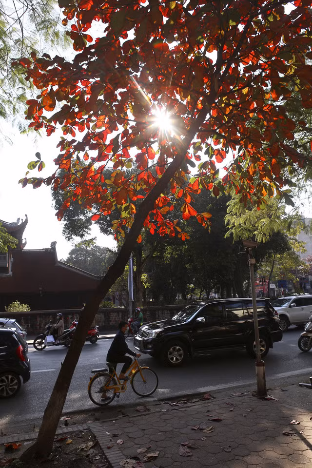 Hà Nội mùa cây bàng đỏ lá - Ảnh 9.