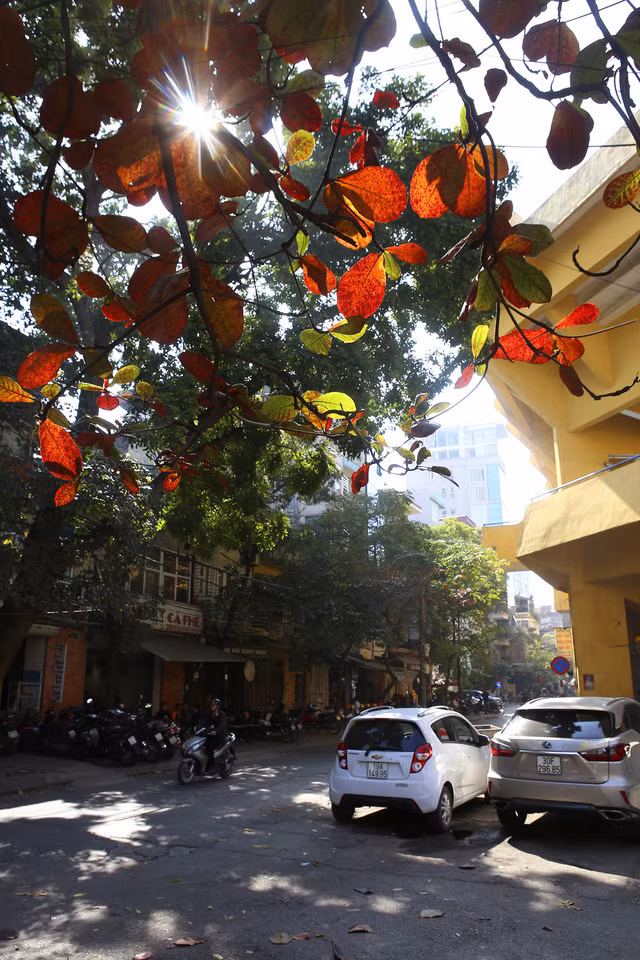 Hà Nội mùa cây bàng đỏ lá - Ảnh 6.