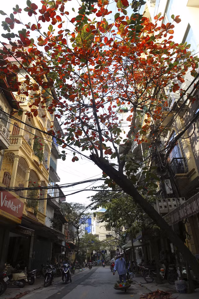 Hà Nội mùa cây bàng đỏ lá - Ảnh 14.