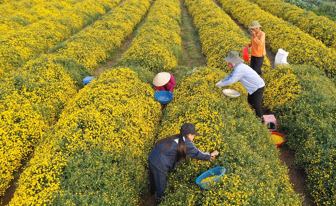 Mùa thu hoạch hoa cúc chi ở phố Hiến
