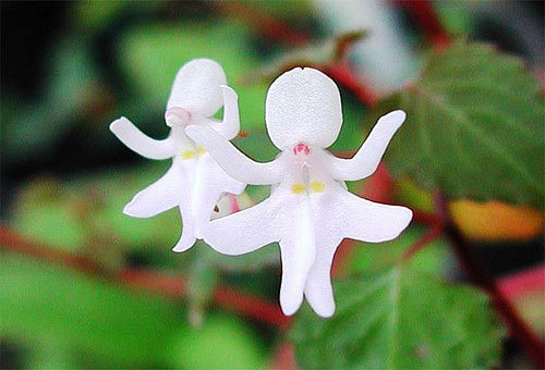 Những loài hoa độc - lạ nhất thế giới mà nhìn mãi mới biết là hoa - Hình 11