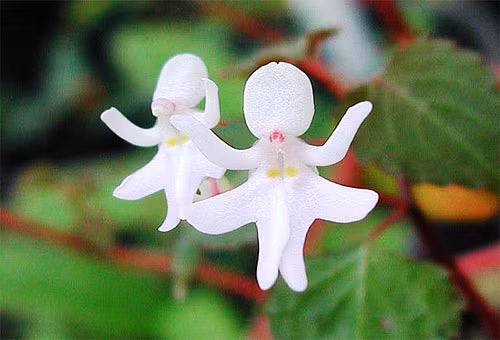 Những loài hoa độc - lạ nhất thế giới mà nhìn mãi mới biết là hoa - Hình 11