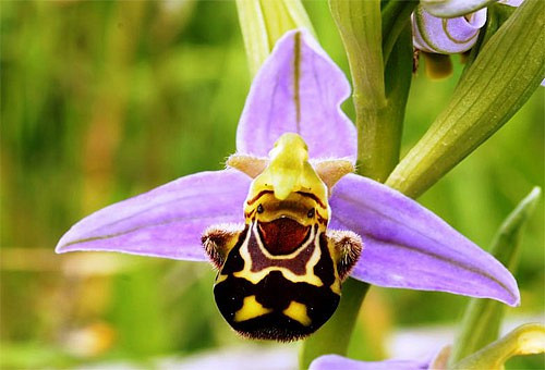 Những loài hoa độc - lạ nhất thế giới mà nhìn mãi mới biết là hoa - Hình 16