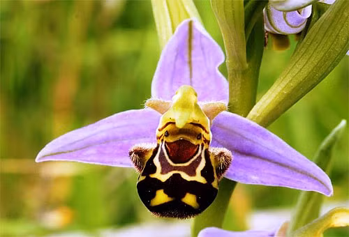 Những loài hoa độc - lạ nhất thế giới mà nhìn mãi mới biết là hoa - Hình 16