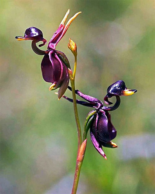 Những loài hoa độc - lạ nhất thế giới mà nhìn mãi mới biết là hoa - Hình 3