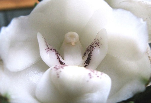 Những loài hoa độc - lạ nhất thế giới mà nhìn mãi mới biết là hoa - Hình 13