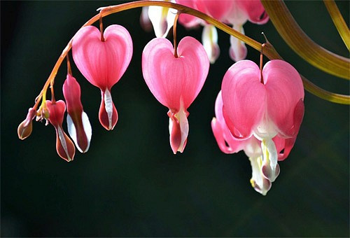 Những loài hoa độc - lạ nhất thế giới mà nhìn mãi mới biết là hoa - Hình 8