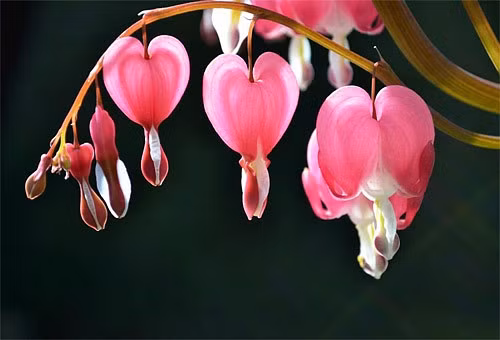 Những loài hoa độc - lạ nhất thế giới mà nhìn mãi mới biết là hoa - Hình 8