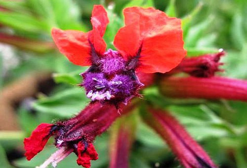 Những loài hoa độc - lạ nhất thế giới mà nhìn mãi mới biết là hoa - Hình 7