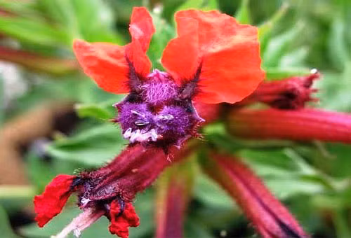 Những loài hoa độc - lạ nhất thế giới mà nhìn mãi mới biết là hoa - Hình 7