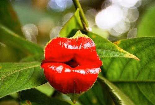 Những loài hoa độc - lạ nhất thế giới mà nhìn mãi mới biết là hoa - Hình 2