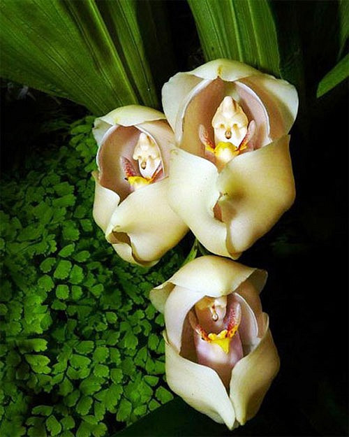 Những loài hoa độc - lạ nhất thế giới mà nhìn mãi mới biết là hoa - Hình 20