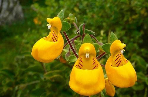 Những loài hoa độc - lạ nhất thế giới mà nhìn mãi mới biết là hoa - Hình 15