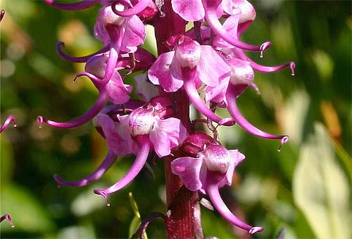 Những loài hoa độc - lạ nhất thế giới mà nhìn mãi mới biết là hoa - Hình 14