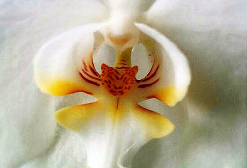 Những loài hoa độc - lạ nhất thế giới mà nhìn mãi mới biết là hoa - Hình 17