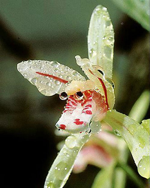 Những loài hoa độc - lạ nhất thế giới mà nhìn mãi mới biết là hoa - Hình 1