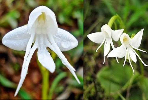 Những loài hoa độc - lạ nhất thế giới mà nhìn mãi mới biết là hoa - Hình 5