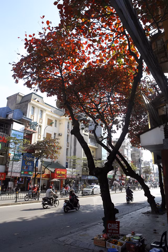 Hà Nội mùa cây bàng đỏ lá - Ảnh 12.