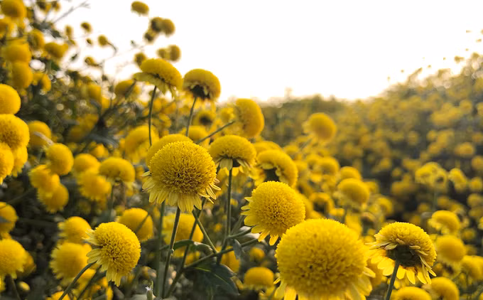 Mùa thu hoạch hoa cúc chi ở phố Hiến