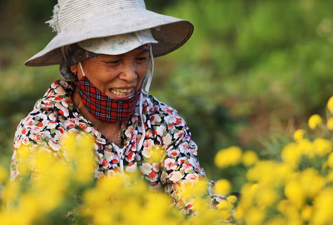 Mùa thu hoạch hoa cúc chi ở phố Hiến