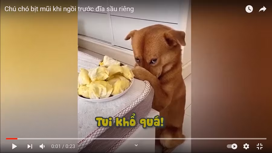 Clip: Phản ứng ngộ nghĩnh của chú chó khi được... ngửi sầu riêng