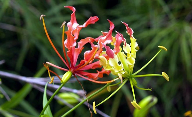 Những loài hoa đẹp trong “hồ sơ thần chết” ở Việt Nam