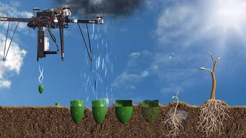 Máy bay không người lái thả hạt giống xuống các vị trí đã được xác định trước. 