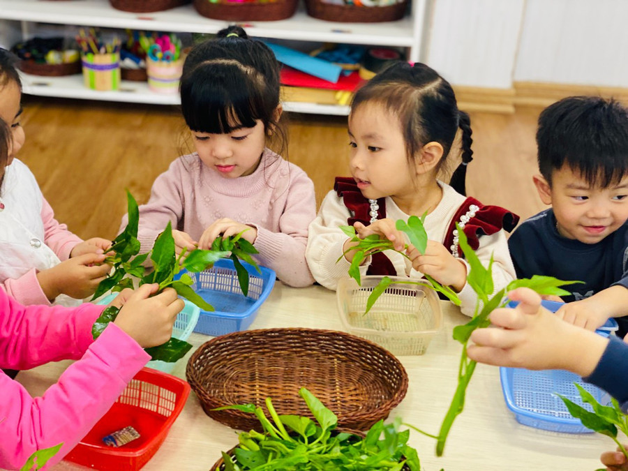 Trẻ được cô giáo hướng dẫn lặt rau muống và nhận biết được màu sắc của các loại rau.