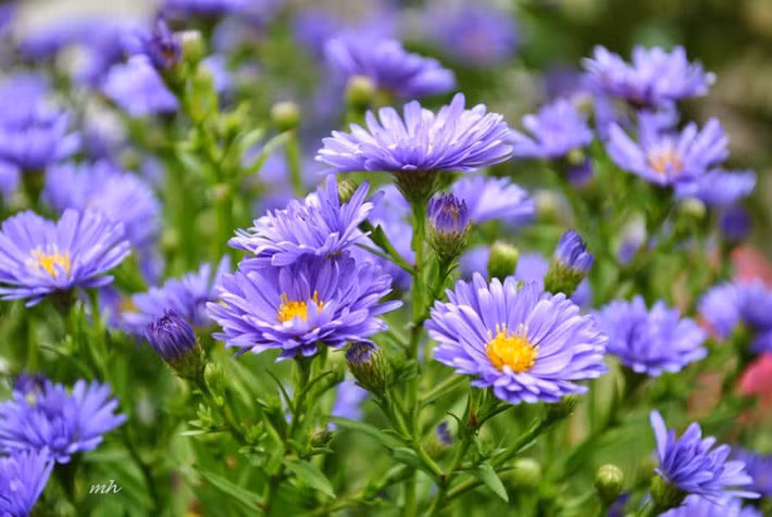 5 giống hoa chỉ cần cắm xuống là mọc tốt um tùm, ra hoa rực rỡ