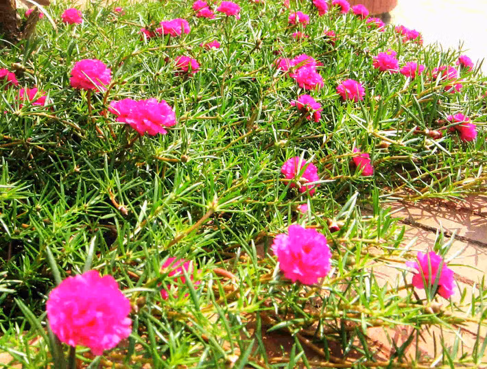 Nhiều người lựa chọn 5 giống hoa này để trồng vì chỉ cần cắm xuống là mọc tốt um - Ảnh 1.