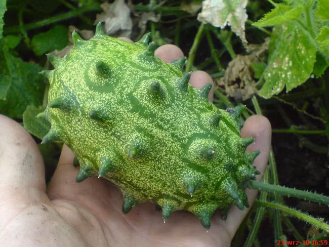 Giống dưa chuột kỳ lạ thân nhiều gai như con sâu mà có giá lên tới 1,6 triệu đồng/kg - Ảnh 1.