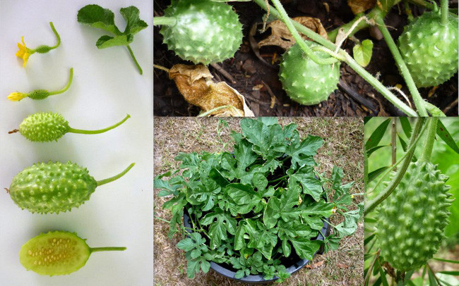 Giống dưa chuột kỳ lạ thân nhiều gai như con sâu mà có giá lên tới 1,6 triệu đồng/kg - Ảnh 3. Giống dưa chuột kỳ lạ thân nhiều gai như con sâu mà có giá lên tới 1,6 triệu đồng/kg - Ảnh 3.