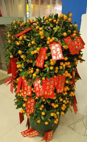 Cây quất thay lời chúc giàu có và may mắn. (Ảnh: ITN).