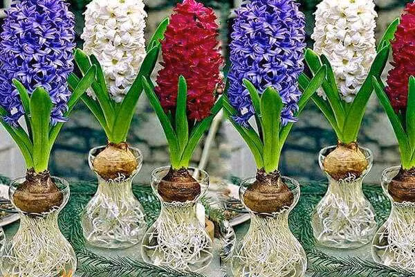 cac loai cay thuy sinh de ban hut tai loc, dat dau tien chay ao ao ve do - 3