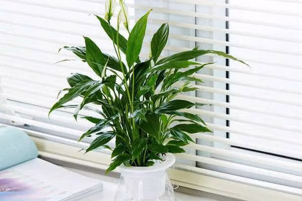 cac loai cay thuy sinh de ban hut tai loc, dat dau tien chay ao ao ve do - 8