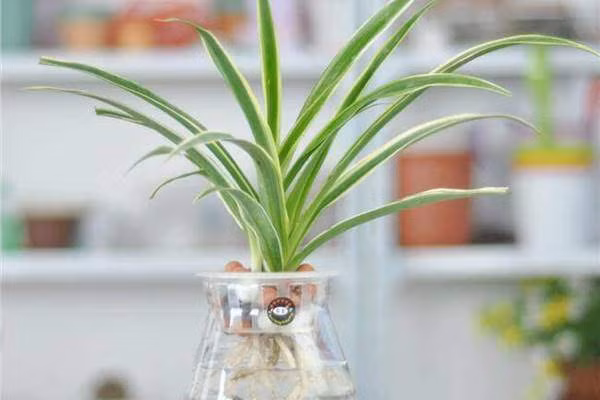 cac loai cay thuy sinh de ban hut tai loc, dat dau tien chay ao ao ve do - 6