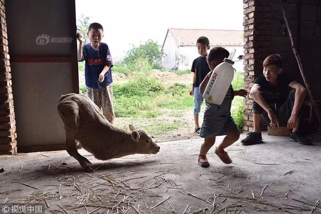 hieu ky be con moi sinh chi co 2 chan giong het kangaroo hinh anh 5