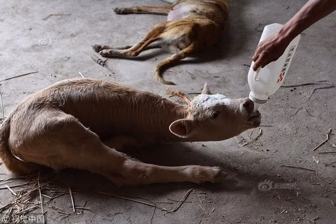 hieu ky be con moi sinh chi co 2 chan giong het kangaroo hinh anh 2