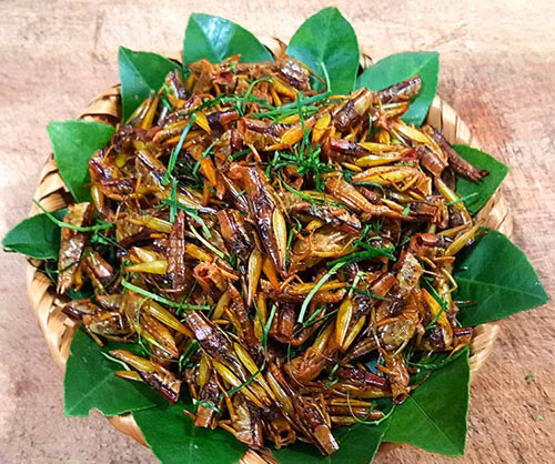 Cách làm châu chấu rang lá chanh lạ miệng nhâm nhi ngon hết ý