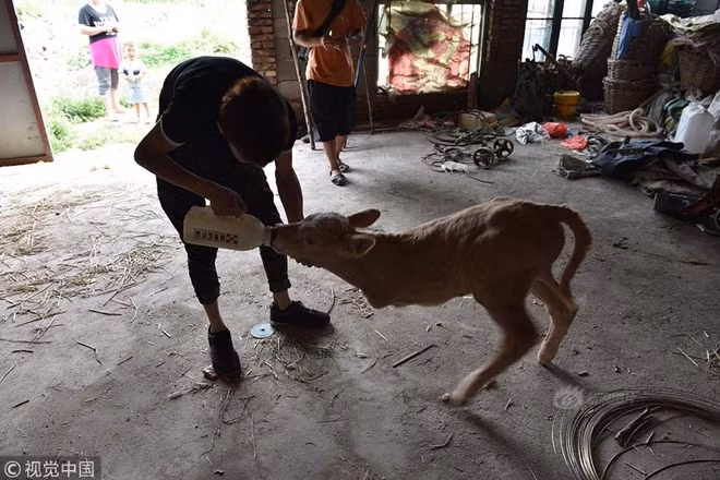 hieu ky be con moi sinh chi co 2 chan giong het kangaroo hinh anh 1