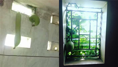 Thế này khỏi sợ trộm.