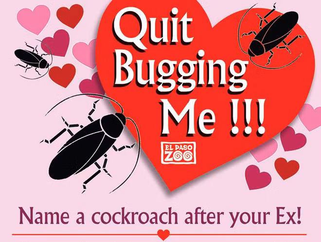 Quà Valentine: Sở thú Mỹ mời bạn đặt tên người yêu cũ cho gián rồi xem nó bị chồn đất ăn thịt - Ảnh 1.