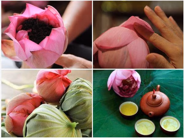 cach uop tra sen tuoi truyen thong chuan vi thanh mat - 3