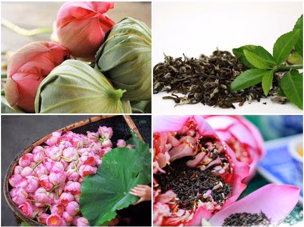 cach uop tra sen tuoi truyen thong chuan vi thanh mat - 1