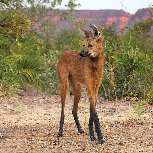 nhung dong vat ky la ngay tu ten goi hinh anh 3