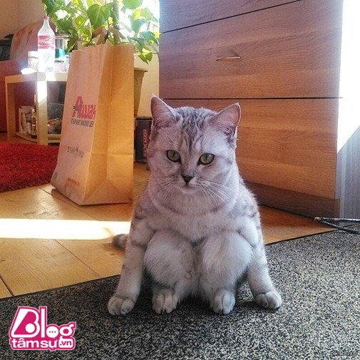 meo ngoi xom blogtamsuvn (13)