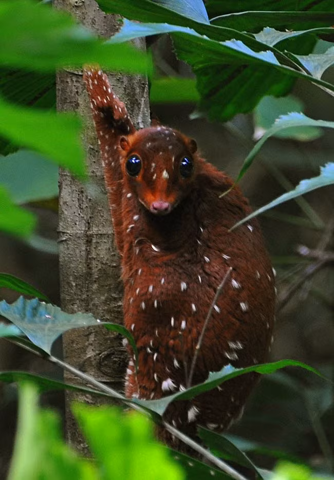 nhung dong vat ky la ngay tu ten goi hinh anh 15