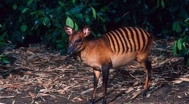 nhung dong vat ky la ngay tu ten goi hinh anh 16