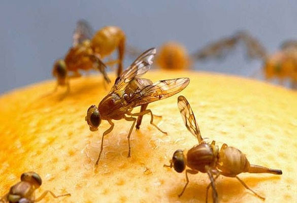 Mẹo đuổi ruồi cực kỳ đơn giản