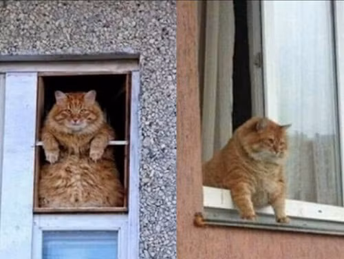 ảnh hài hot nhất Facebook trong ngày